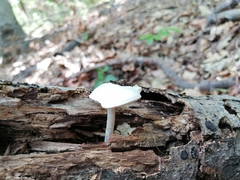 Pluteus pellitus