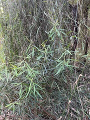 Pimelea axiflora