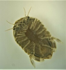 Sphaeroma quoianum