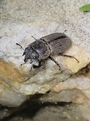 Dorcus brevis