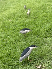 Nycticorax nycticorax