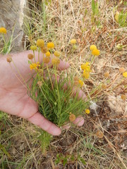 Helenium amarum amarum