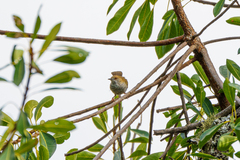 Calamonastes stierlingi