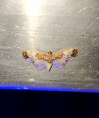 Eupithecia breviculata