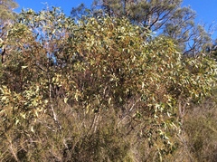 Eucalyptus obesa