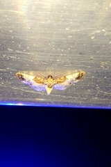 Eupithecia breviculata