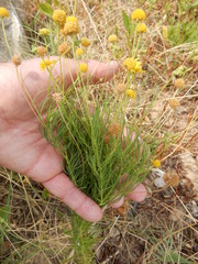 Helenium amarum amarum