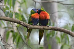 Trichoglossus moluccanus moluccanus