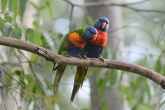 Trichoglossus moluccanus moluccanus