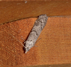 Ephestia elutella