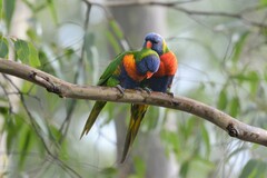 Trichoglossus moluccanus moluccanus