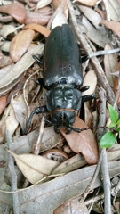 Archodontes melanopus