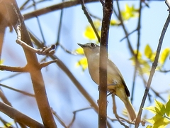Vireo nelsoni