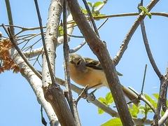 Vireo nelsoni