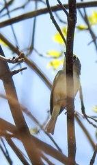 Vireo nelsoni