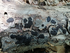 Biscogniauxia nummularia