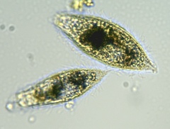 Tiarina fusus