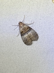 Pococera militella