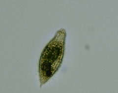 Tiarina fusus