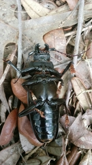 Archodontes melanopus