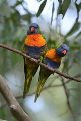 Trichoglossus moluccanus moluccanus