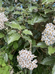 Olearia ilicifolia