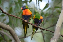 Trichoglossus moluccanus moluccanus