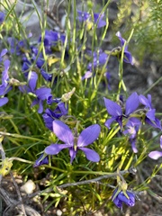 Viola decumbens decumbens