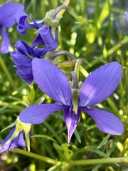 Viola decumbens decumbens