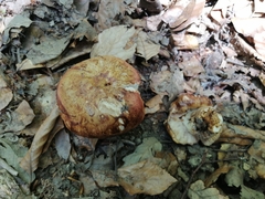 Russula illota