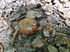 Russula illota