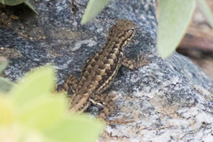 Sceloporus graciosus gracilis