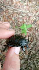 Archodontes melanopus