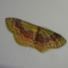 Leptostales ferruminaria