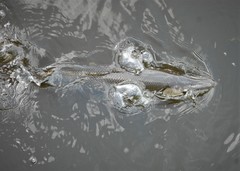 Atractosteus spatula