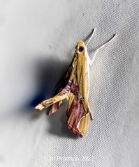 Agathodes ostentalis