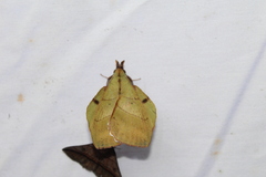 Radhica elisabethae