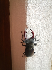 Lucanus cervus
