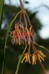 Amyema pendula pendula