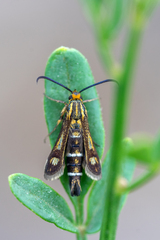 Chamaesphecia astatiformis