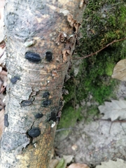 Biscogniauxia nummularia