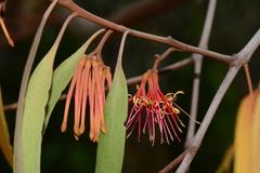Amyema pendula pendula