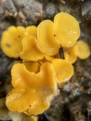 Phaeohelotium baileyanum