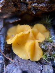 Phaeohelotium baileyanum