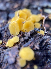 Phaeohelotium baileyanum