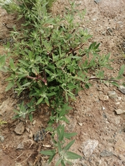 Chenopodium striatiforme