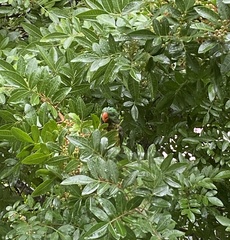 Trichoglossus chlorolepidotus