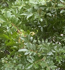 Trichoglossus chlorolepidotus