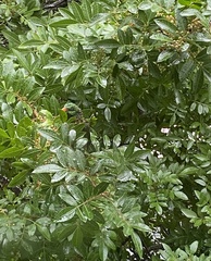 Trichoglossus chlorolepidotus