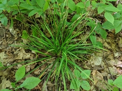 Carex backii